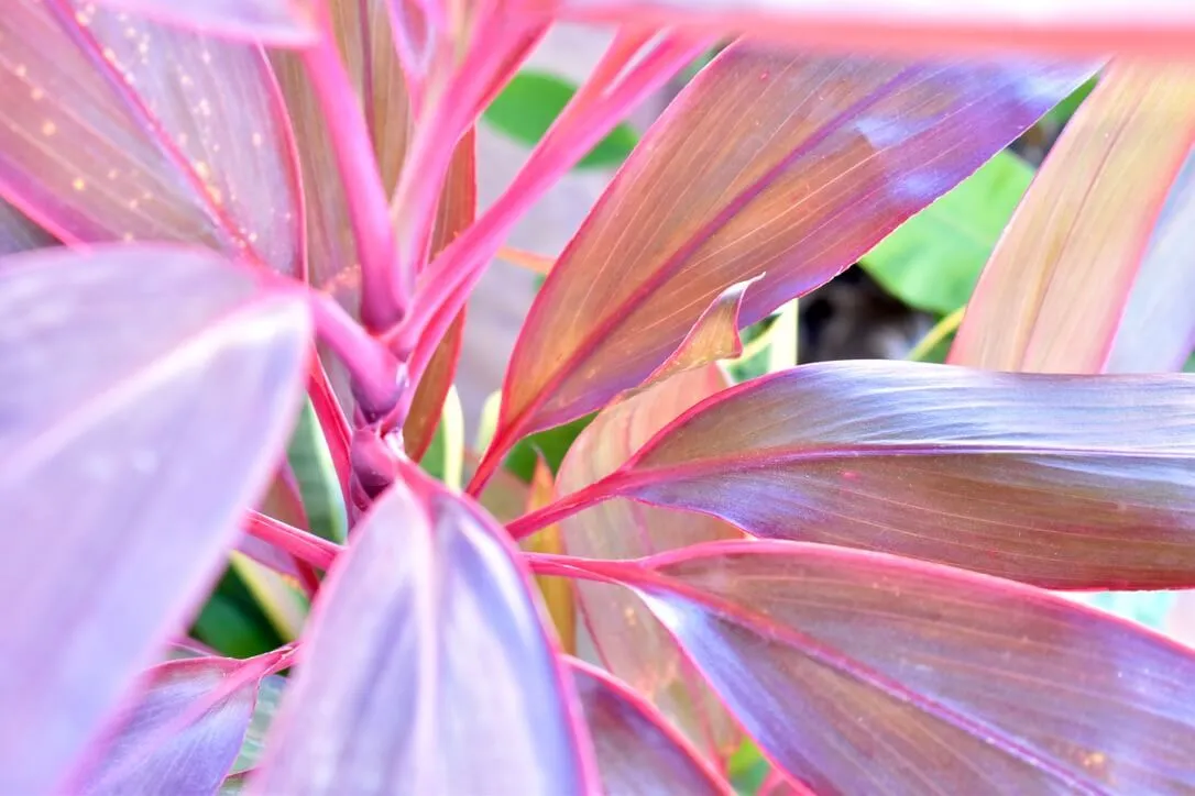 gallery-image-7